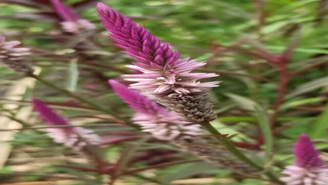 baroco flower