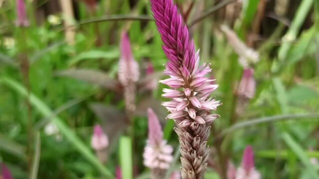 baroco flower