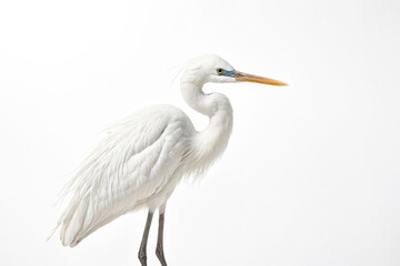 Obraz premium White Heron Standing on White Background