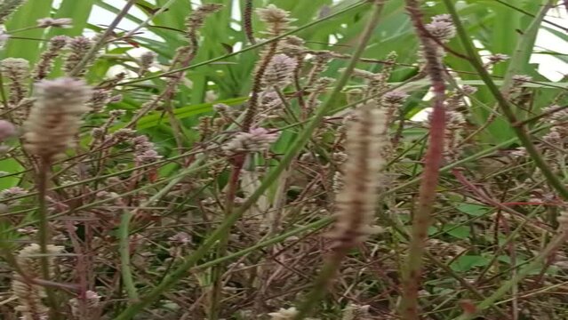 baroco flower