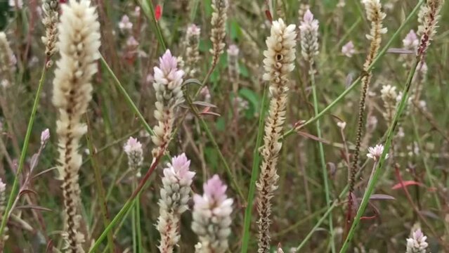baroco flower