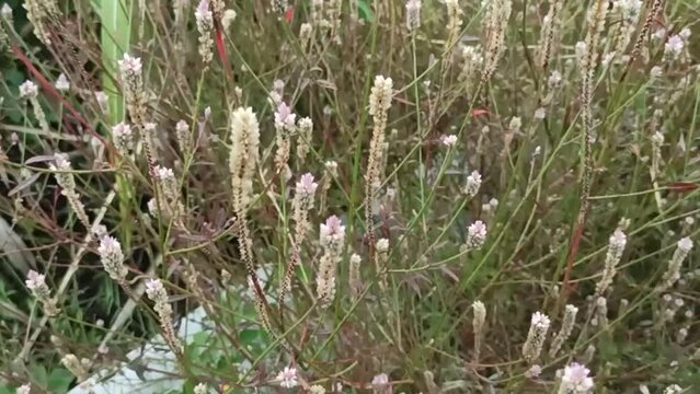 baroco flower