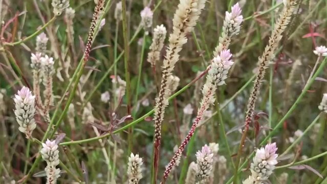 baroco flower