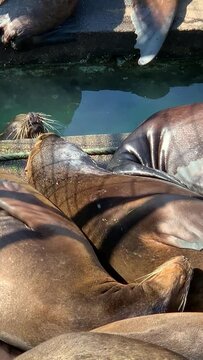 Newport Sea Lions sunning on the docks. 