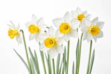 White Daffodils with Yellow Centers on a White Background