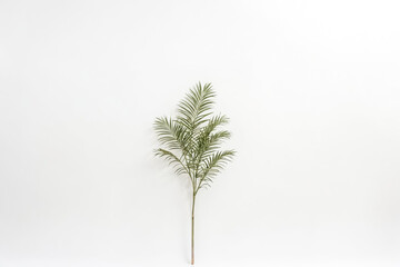 Single Palm Leaf on White Background