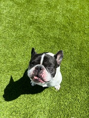 Fototapeta premium french bulldog puppy