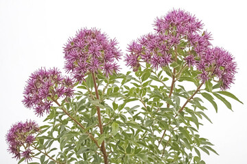 Pink Flowers with Green Leaves Against White Background