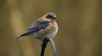 Eastern bluebird sitting still on a spring afternoon