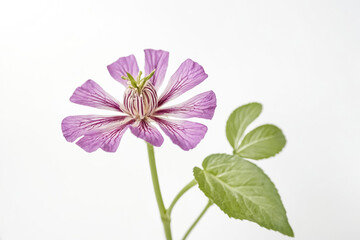 Close-up of a delicate purple flower with green leaves on a white background