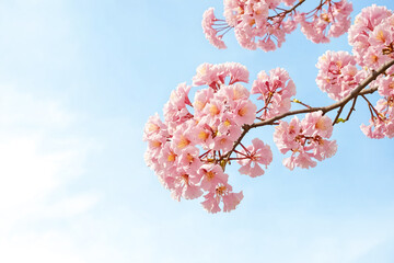Delicate Pink Cherry Blossoms Against a Blue Sky