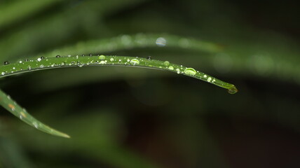 Water Droplets Beading on Green plant blades