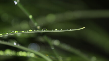 Water Droplets Beading on Green plant blade