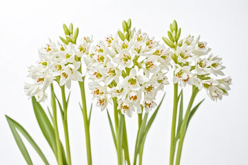 White Flower Bouquet on White Background