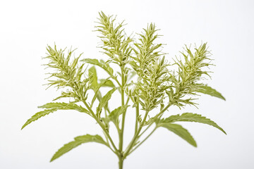 Fototapeta premium Close-up of a Green Plant with White Flowers