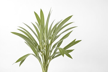 Fototapeta premium Green Plant Leaves on White Background