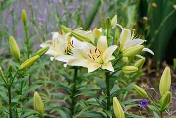 white lilies in the garden