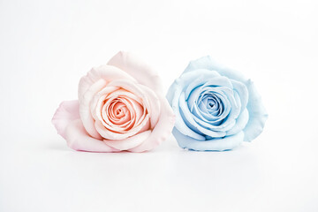 Two roses, pink and blue, on white background