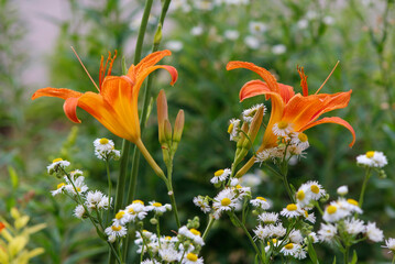 Obraz premium orange lilies