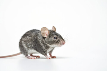 Close-up of a Grey Mouse with Pink Ears