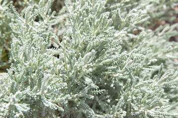 Santolina chamaecyparissus, cotton lavender - aromatic and medicinal herb