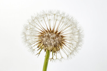 Dandelion Seed Head Close Up