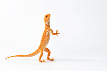 Fototapeta premium Orange Bearded Dragon Standing on White Background