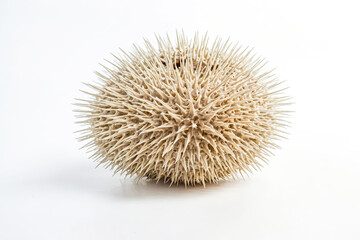 Fototapeta premium Closeup of a Spiky Sea Urchin