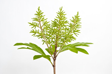 Lush Green Plant with Delicate Leaves Against a White Background