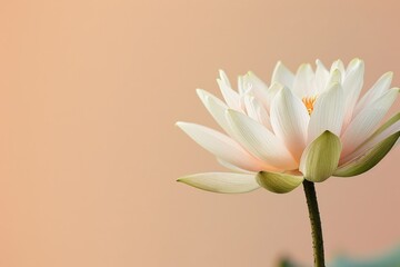 Obraz premium Delicate White Water Lily with a Peach Background
