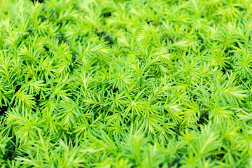 Coniferous evergreen plant of larch green color natural background in outdoor nature