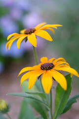 夏の花　黄色いルドベキアの花