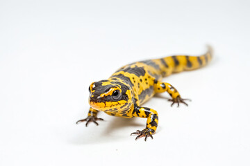 Fototapeta premium Close-up of a Fire Salamander on a White Background