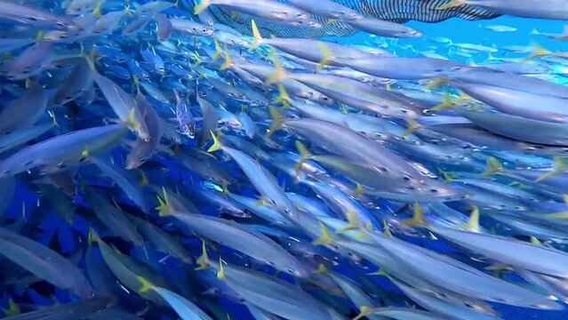 A group of Tuna Fish in the depths of the Aceh sea. The Tuna Fish caught in the sea.