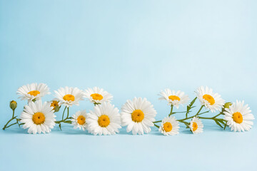 White Daisies on Blue Background