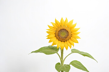 Fototapeta premium Single Sunflower on a White Background