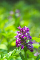 ハクサンチドリ
