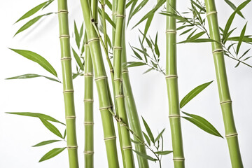 Lush green bamboo stalks with leaves against a white background