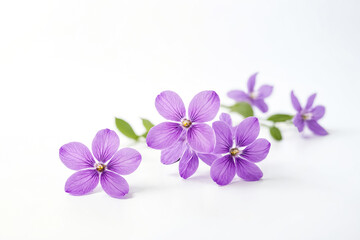 Obraz premium Delicate Purple Flowers on White Background