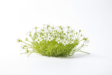 White Flowers on Green Stems