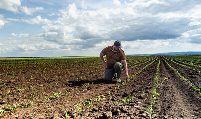 Agronomist examines soybean crop on field in summer.