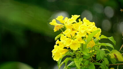 Yellow Tabebuia aurea flowers bloom on the tree