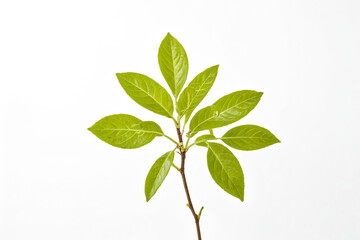 Green Leaves on White Background