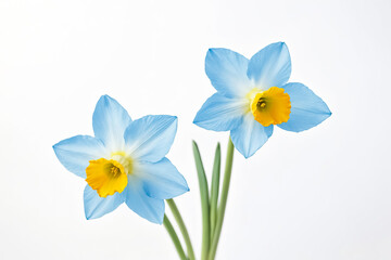 Fototapeta premium Blue Daffodils