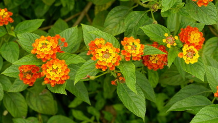 Lantana camara flowers bloom colorfully