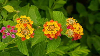 Lantana camara flowers bloom colorfully