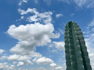 Cactus against the background of sky and clouds on a bright day