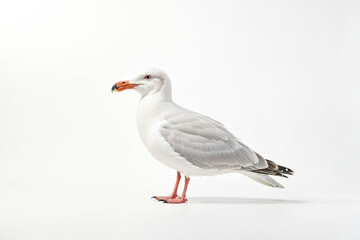 Obraz premium Seagull standing on white background