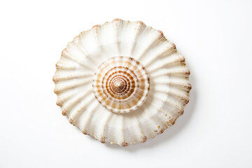 Obraz premium Seashell on White Background