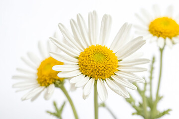 Fototapeta premium Close Up of a White Daisy Flower on a White Background